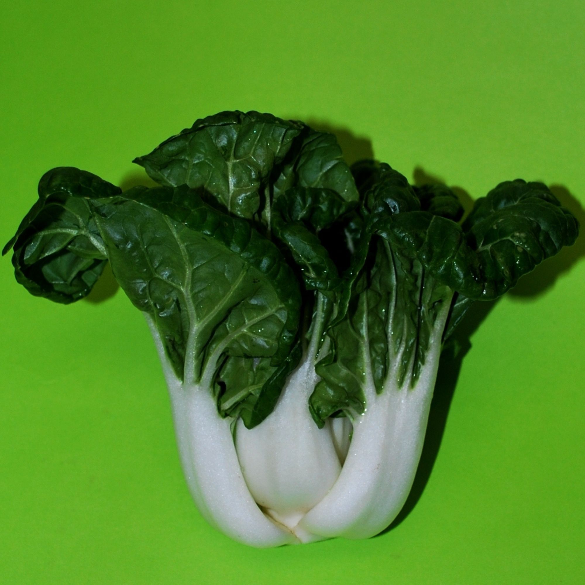 Canton White Pak Choi Cabbage Seeds for Planting - 3 g Packet ~100 Seeds - Asian Gardening